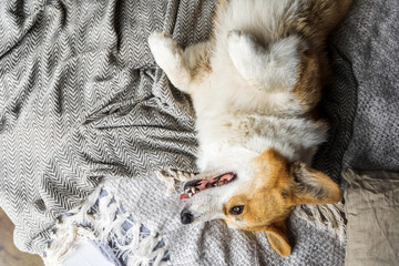 Portrait of a corgi dog.