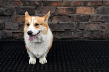 Portrait of a corgi dog.