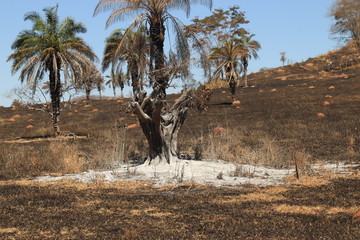 burnt tree
