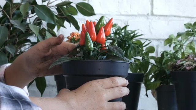 Kid Planting Pepper in Pot, Child Watering Plants, Teenager Girl in Agriculture