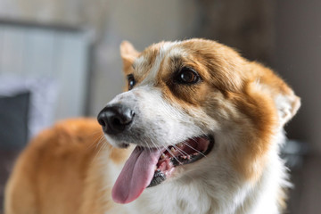Portrait of a corgi dog.