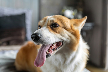 Portrait of a corgi dog.