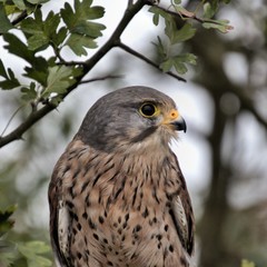 A view of a Kestrel in a tree