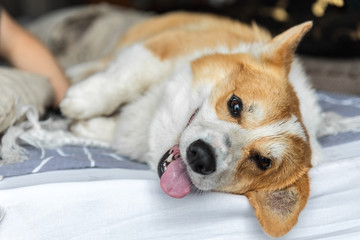 Portrait of a corgi dog.