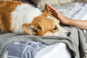 Portrait of a corgi dog.