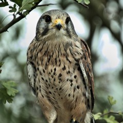 A view of a Kestrel in a tree