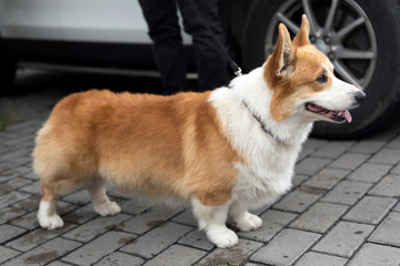 Portrait of a corgi dog.