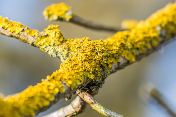 Złotorost ścienny (Xanthoria parietina) na gałęzi