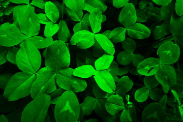 Closeup of lush green clover leaves with soft sunlight.