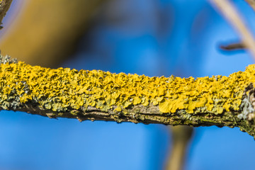 Złotorost ścienny (Xanthoria parietina) na gałęzi © PeterG