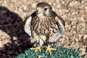 A view of a Kestrel