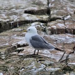 A Kittiwake on Farne islands