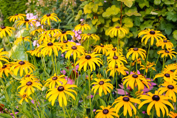 yellow flowers in the garden