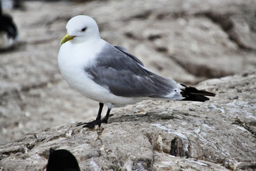 A kittiwake on Farne Islands