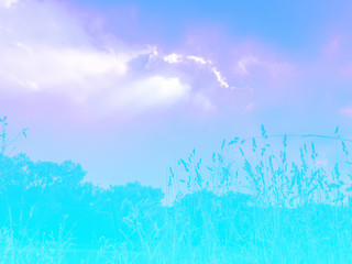 On the shore of the pond in the summer, blue toned photo