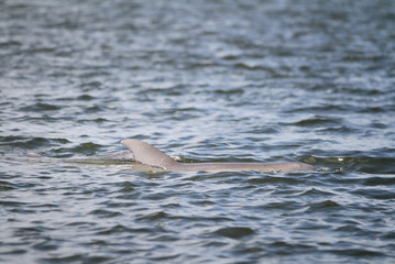 Dolphins Swimming in the Indian River Lagoon in Vero Beach, Florida seen while boating. Treasure...