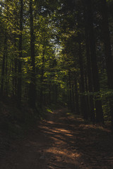 Obraz premium morning in the woods