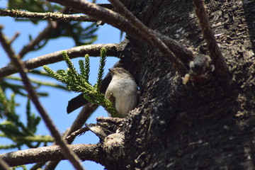 Bird on the tree