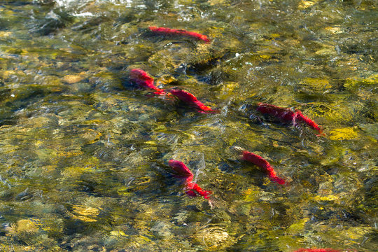 Sockeye salmon also called red salmon, kokanee salmon, or blueback salmon, is an anadromous species of salmon found in the Northern Pacific Ocean and rivers discharging into it