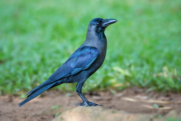 House Crow - Corvus splendens, common black crow from Asian forests and woodlands, Sri Lanka.