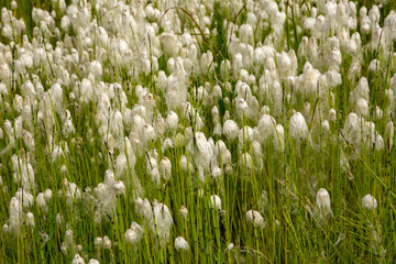 Cotton grass flowers in a small meadow along Petersville Road, west of Talkeetna, AK.