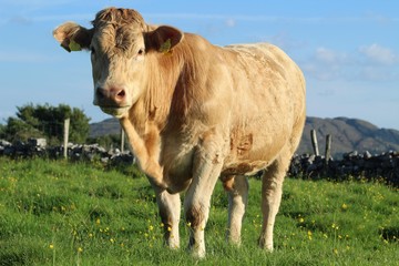 Fototapeta na wymiar Cattle; Charolais breed bullock on farmland in rural Ireland during summertime