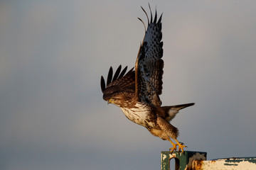 Common buzzard, buteo buteo, flying in the meadows in the Netherlands