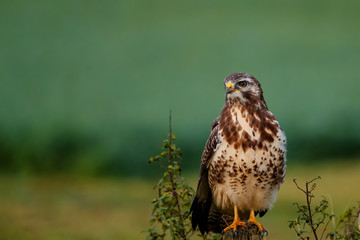 Common buzzard, buteo buteo, sitting on a pole in the meadows in the Netherlands