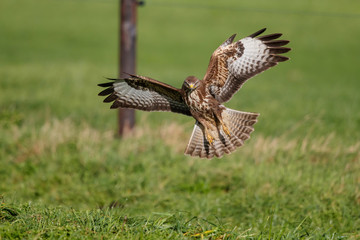 Common buzzard, buteo buteo, flying in the meadows in the Netherlands