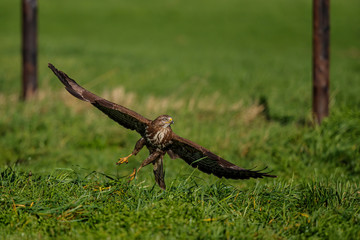 Common buzzard, buteo buteo, flying in the meadows in the Netherlands