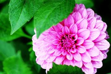 Obraz premium beautiful pink dahlia flower in garden