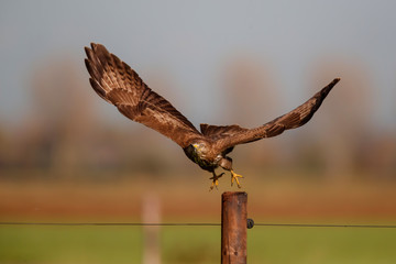 Common buzzard, buteo buteo, flying in the meadows in the Netherlands