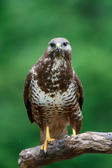 Common buzzard, buteo buteo, in the forest in the Netherlands