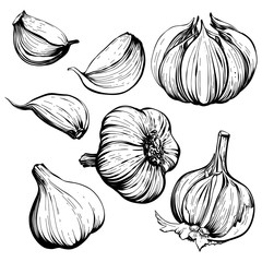 Garlic set hand drawing vector illustration. Isolated vegetables. Engraved style object. Vegetarian food sketch. A product of the agricultural market. Great for menus, labels, badges.
