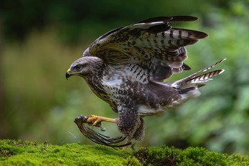 Common buzzard, buteo buteo, in the forest in the Netherlands
