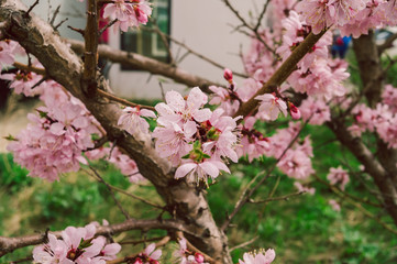 Blossoms of Apricots