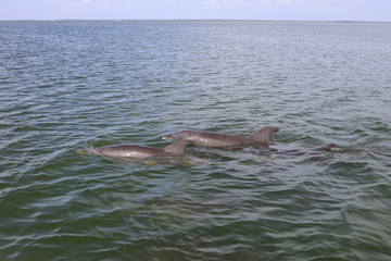 Naklejka premium Dolphins Swimming seen while Boating in Captiva Island Sanibel Island, Florida. Florida Marine Wildlife dolphin pods breaching in Gulf of Mexico in natural habitat.