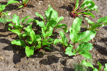 Fresh organic leafy green vegetable common in Mediterranean cuisine, Italian, ready for harvest.
