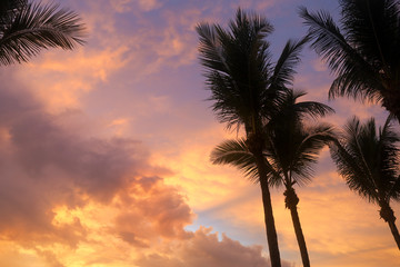 Cotton Candy Sky with Palm Trees. Sunrise in Vero Beach, Florida over Atlantic Ocean at an Oceanfront Resort on Orchid Island. Pink Purple Clouds Dreamy Sky No Filter. Tropical Sunset Background.