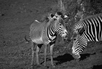 Fototapeta na wymiar FUN ZEBRAS IN BLACK & WHITE // NATURE // AFRICA