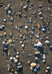 Fototapeta na wymiar Sea Shells on the beach in Fort Pierce, FL. Collecting shells on South Hutchinson Island, Treasure Coast Florida. Beach day lots of seashells scattered in beautiful pattern on sandy shores.