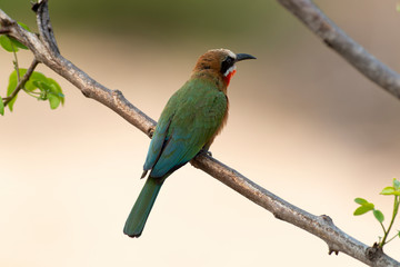 Guêpier à front blanc,.Merops bullockoides, White fronted Bee eater