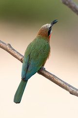 Guêpier à front blanc,.Merops bullockoides, White fronted Bee eater