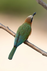 Guêpier à front blanc,.Merops bullockoides, White fronted Bee eater