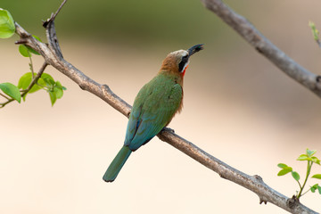 Guêpier à front blanc,.Merops bullockoides, White fronted Bee eater