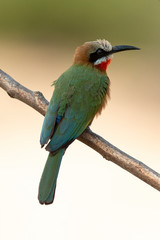 Guêpier à front blanc,.Merops bullockoides, White fronted Bee eater