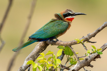 Guêpier à front blanc,.Merops bullockoides, White fronted Bee eater