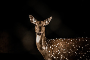 Deer point Eating food
