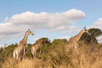 Grupo de jirafas en el parque nacional Kruger, Sudáfrica.