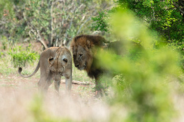 lion, femelle, lionne, mâle, Panthera leo, Afrique
